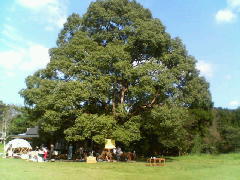 森の学校の大きな木の下の祭り