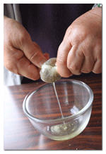 桜島100%椿づくし体験ツアー